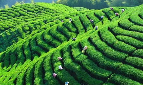 中國茶業(yè)百強(qiáng)企業(yè)盤點(diǎn) 浙江華茗園位列探花，四川文君茶業(yè)展露鋒芒